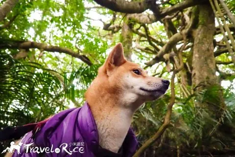 鸞山森林博物館 95 - Travel of Rice 小米遊記 dsc01673