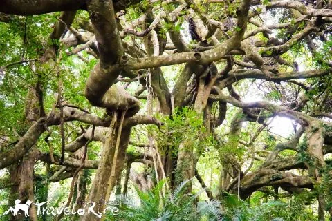 鸞山森林博物館 60 - Travel of Rice 小米遊記 dsc01687