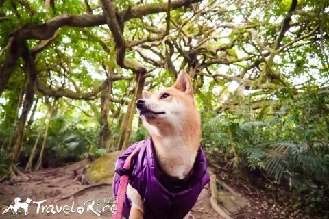 鸞山森林博物館 61 - Travel of Rice 小米遊記 dsc01693