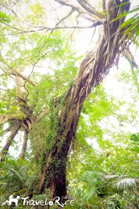 鸞山森林博物館 62 - Travel of Rice 小米遊記 dsc01696