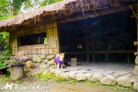 鸞山森林博物館 84 - Travel of Rice 小米遊記 dsc01706