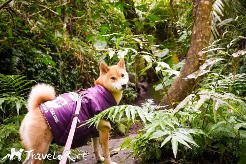 鸞山森林博物館 72 - Travel of Rice 小米遊記 dsc01719