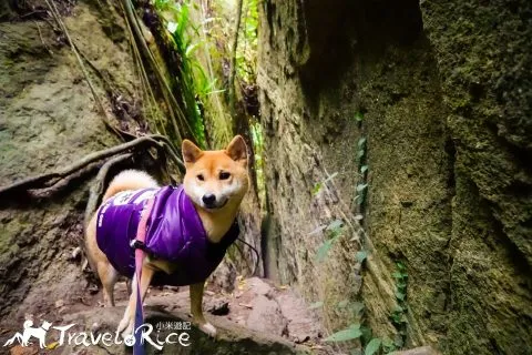 鸞山森林博物館 77 - Travel of Rice 小米遊記 dsc01754