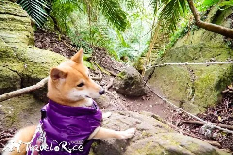 鸞山森林博物館 79 - Travel of Rice 小米遊記 dsc01762