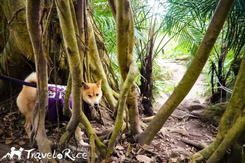 鸞山森林博物館 78 - Travel of Rice 小米遊記 dsc01766