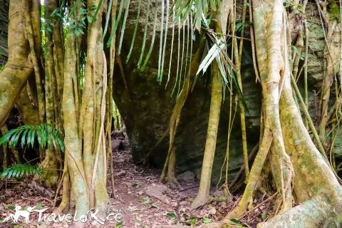 鸞山森林博物館 82 - Travel of Rice 小米遊記 dsc01773