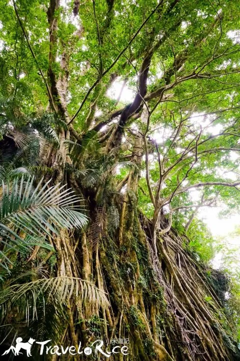 鸞山森林博物館 80 - Travel of Rice 小米遊記 dsc01777