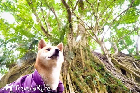 鸞山森林博物館 83 - Travel of Rice 小米遊記 dsc01790