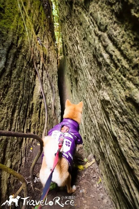 鸞山森林博物館 76 - Travel of Rice 小米遊記 dsc01817