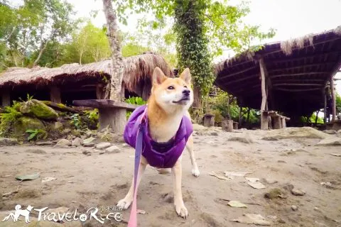 鸞山森林博物館 85 - Travel of Rice 小米遊記 dsc01819