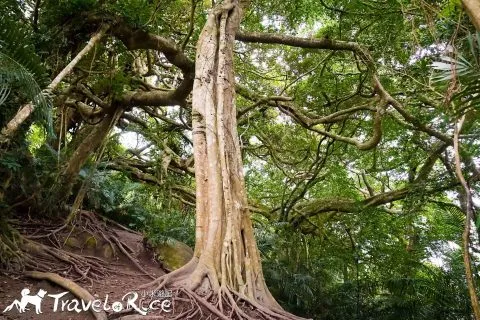 鸞山森林博物館 67 - Travel of Rice 小米遊記 dsc01839