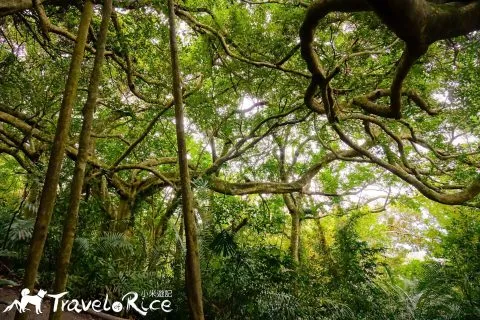 鸞山森林博物館 63 - Travel of Rice 小米遊記 dsc01847