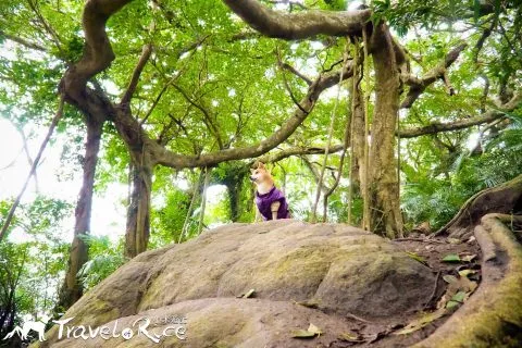 鸞山森林博物館 64 - Travel of Rice 小米遊記 dsc01868