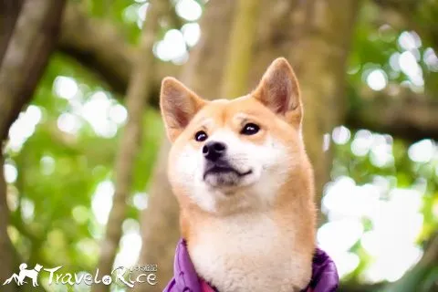 鸞山森林博物館 65 - Travel of Rice 小米遊記 dsc01878