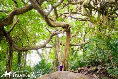 鸞山森林博物館 66 - Travel of Rice 小米遊記 dsc01889