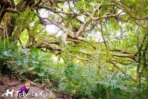 鸞山森林博物館 68 - Travel of Rice 小米遊記 dsc01893