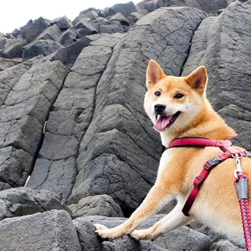 池西柱狀玄武岩 163 - Travel of Rice 小米遊記 池西柱狀玄武岩 9 - Travel of Rice 小米遊記