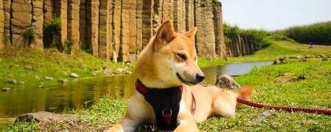 池東大菓葉玄武岩