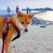 奎壁山摩西分海