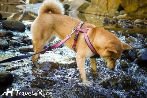 玉門關瀑布 47 - Travel of Rice 小米遊記 dsc00537