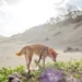 九棚沙漠