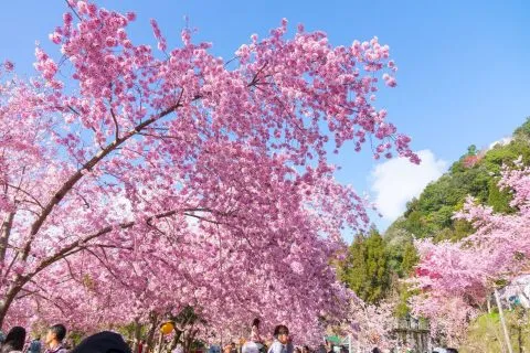 拉拉山恩愛農場 62 - Travel of Rice 小米遊記 dsc00245