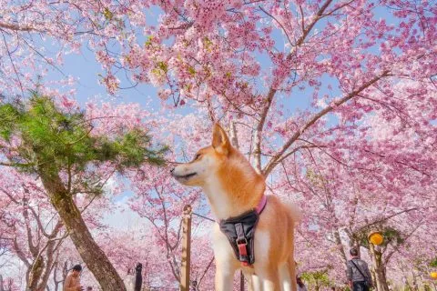 拉拉山恩愛農場 63 - Travel of Rice 小米遊記 dsc00249