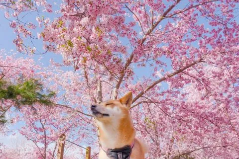 拉拉山恩愛農場 67 - Travel of Rice 小米遊記 dsc00253-2