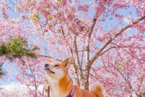 拉拉山恩愛農場 64 - Travel of Rice 小米遊記 dsc00268