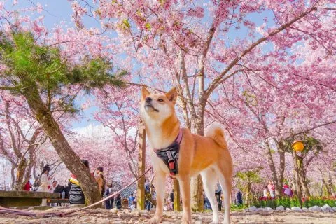 拉拉山恩愛農場 97 - Travel of Rice 小米遊記 dsc00269