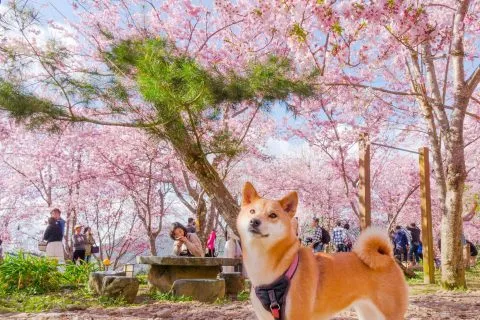 拉拉山恩愛農場 68 - Travel of Rice 小米遊記 dsc00272
