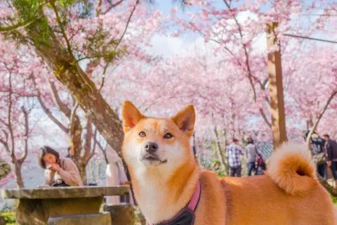 拉拉山恩愛農場 70 - Travel of Rice 小米遊記 dsc00275