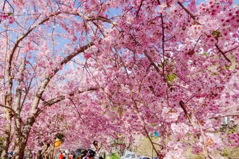 拉拉山恩愛農場 65 - Travel of Rice 小米遊記 dsc00280