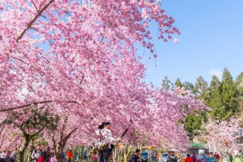 拉拉山恩愛農場 74 - Travel of Rice 小米遊記 dsc00283-3