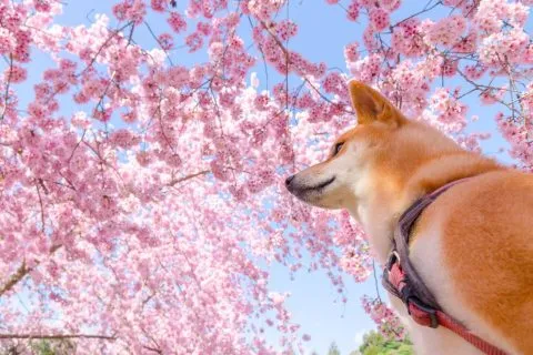 拉拉山恩愛農場 73 - Travel of Rice 小米遊記 dsc00286