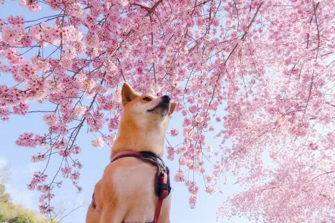 拉拉山恩愛農場 72 - Travel of Rice 小米遊記 dsc00287-3