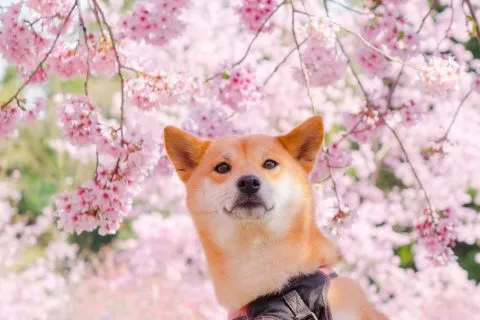 拉拉山恩愛農場 75 - Travel of Rice 小米遊記 dsc00296