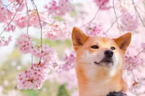 拉拉山恩愛農場 81 - Travel of Rice 小米遊記 dsc00302-1-1