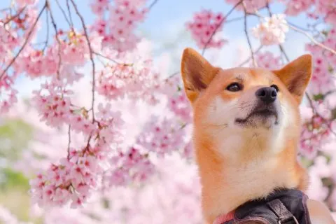 拉拉山恩愛農場 76 - Travel of Rice 小米遊記 dsc00304