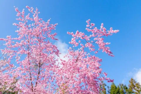 拉拉山恩愛農場 99 - Travel of Rice 小米遊記 dsc00317