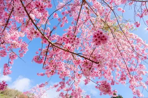 拉拉山恩愛農場 69 - Travel of Rice 小米遊記 dsc00323