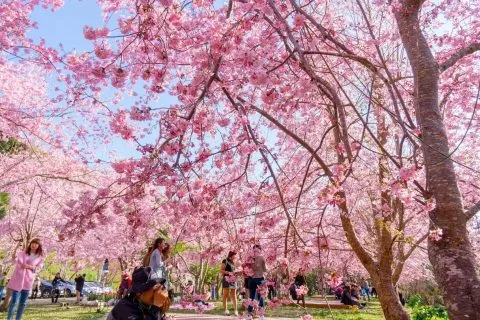 拉拉山恩愛農場 71 - Travel of Rice 小米遊記 dsc00326