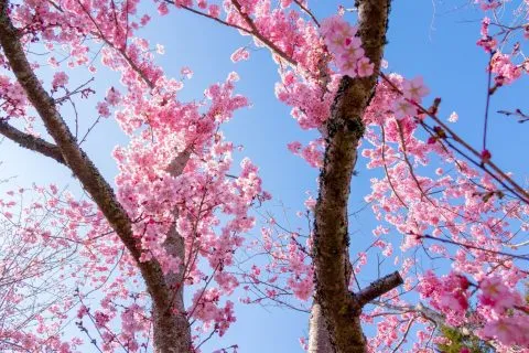 拉拉山恩愛農場 84 - Travel of Rice 小米遊記 dsc00327-1