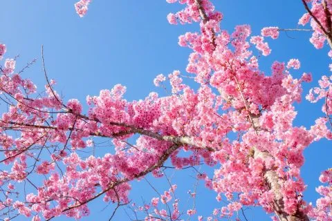 拉拉山恩愛農場 83 - Travel of Rice 小米遊記 dsc00330