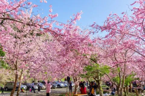 拉拉山恩愛農場 98 - Travel of Rice 小米遊記 dsc00339-2