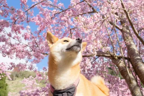 拉拉山恩愛農場 85 - Travel of Rice 小米遊記 dsc00343-1