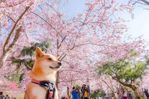 拉拉山恩愛農場 82 - Travel of Rice 小米遊記 dsc00360-3