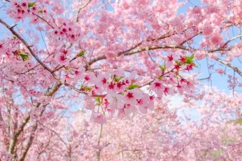 拉拉山恩愛農場 66 - Travel of Rice 小米遊記 dsc00370