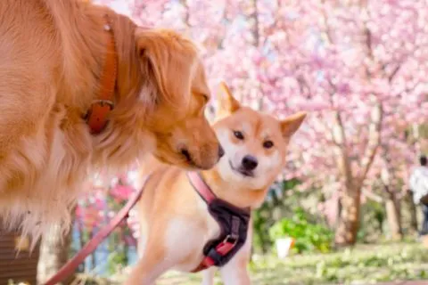 拉拉山恩愛農場 93 - Travel of Rice 小米遊記 dsc00374