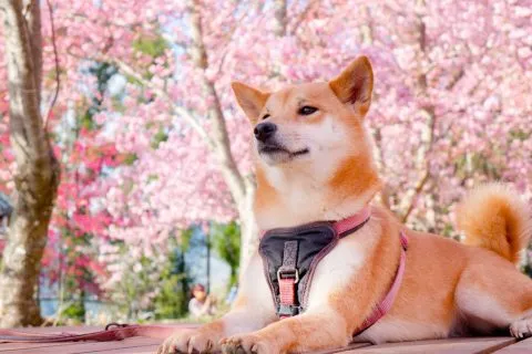 拉拉山恩愛農場 87 - Travel of Rice 小米遊記 dsc00381